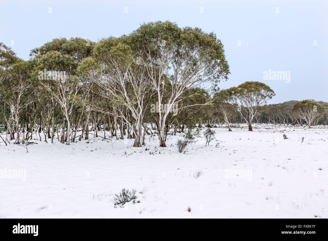 Australien, New South Wales, Snowy Mountains, Kosciusko Nationalpark, Snow Gums, Eukalyptus pauciflora Stockfoto