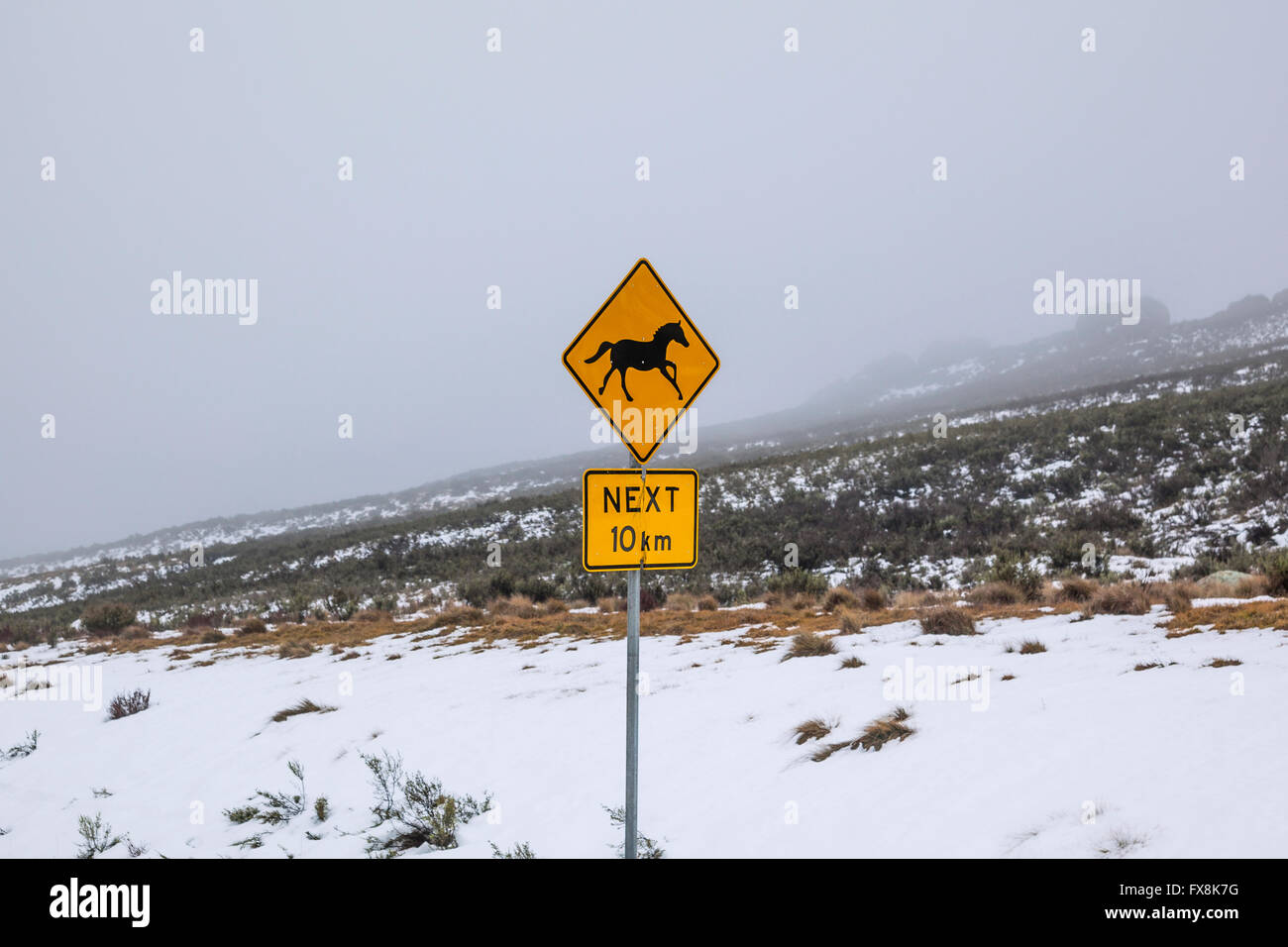 Australien, New South Wales, verschneite Berge, Kosciusko Nationalpark Straße Verkehrszeichen warnen Brumbies, wilde Pferde Stockfoto