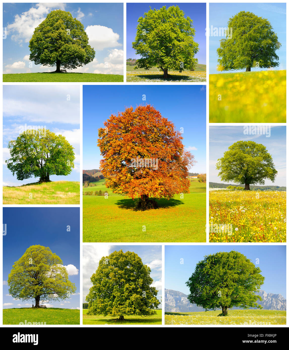 Collage aus einzelne große Bäume in der Wiese im Frühling und Sommer Stockfoto