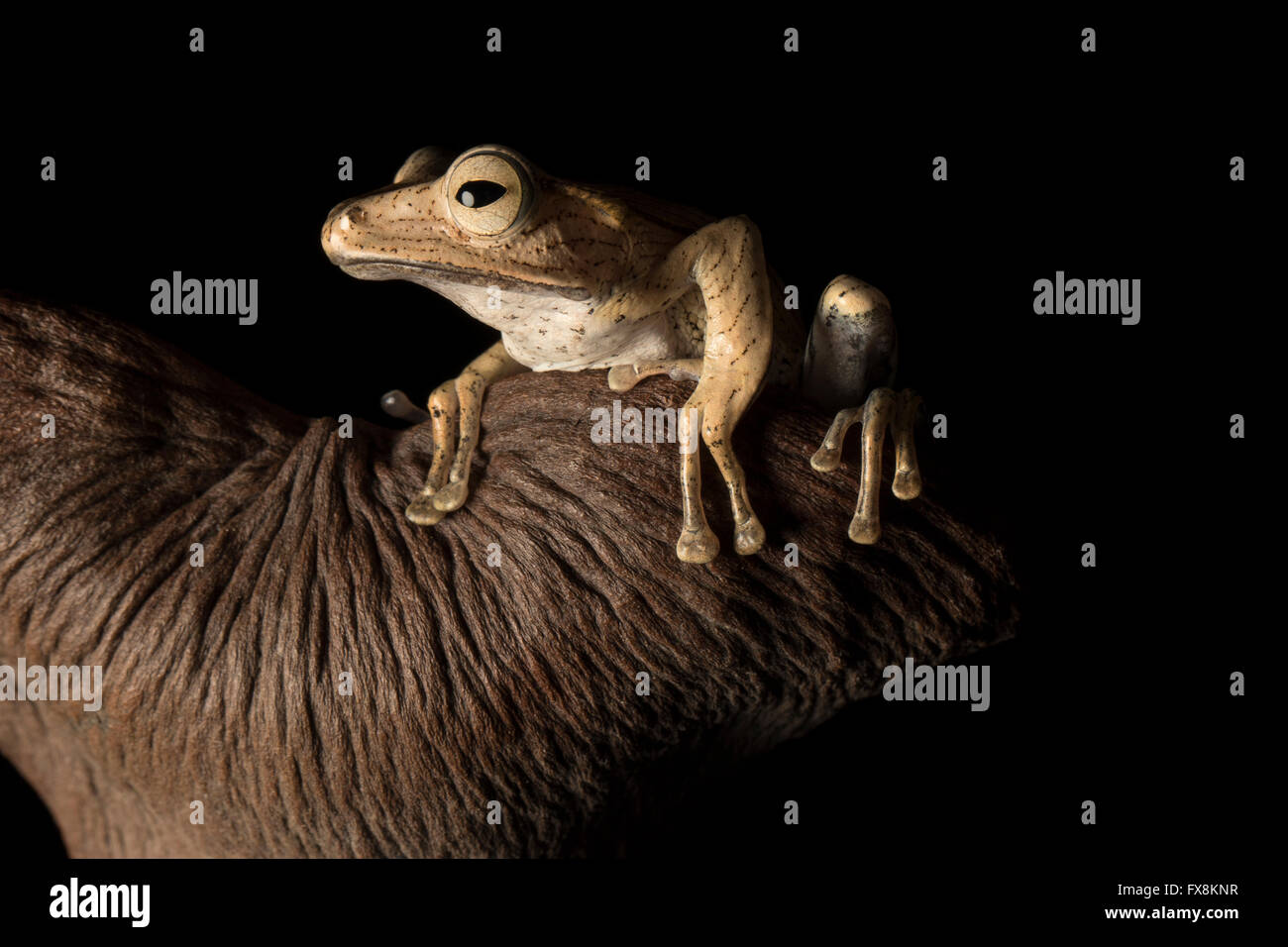 brauner Frosch auf herzförmigen Ast Stockfoto