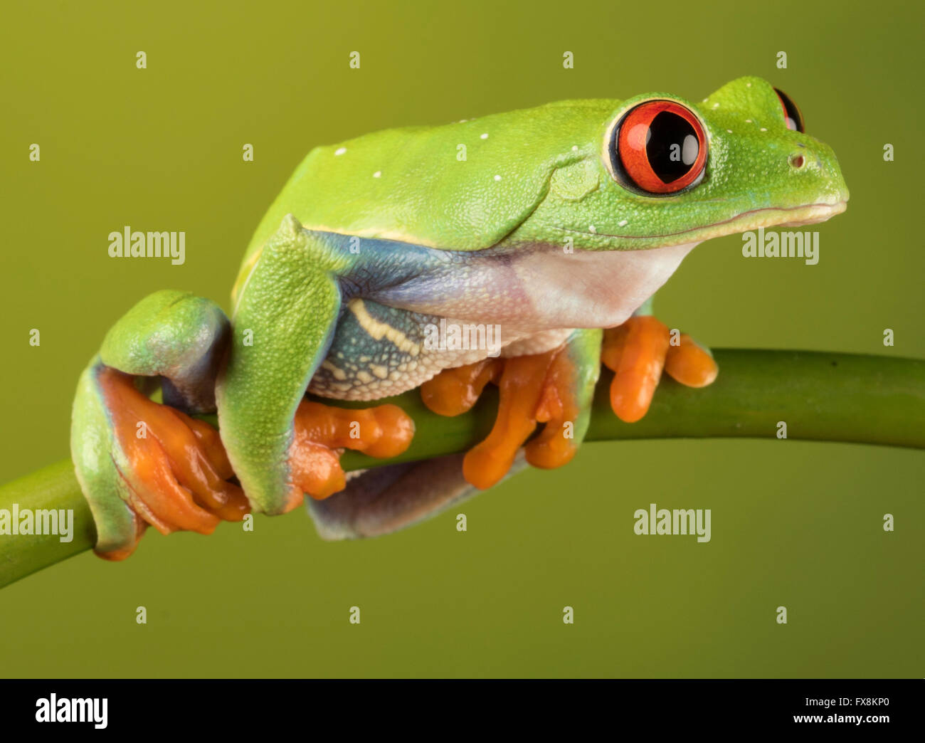 Red eyed Laubfrosch auf Ast Stockfoto