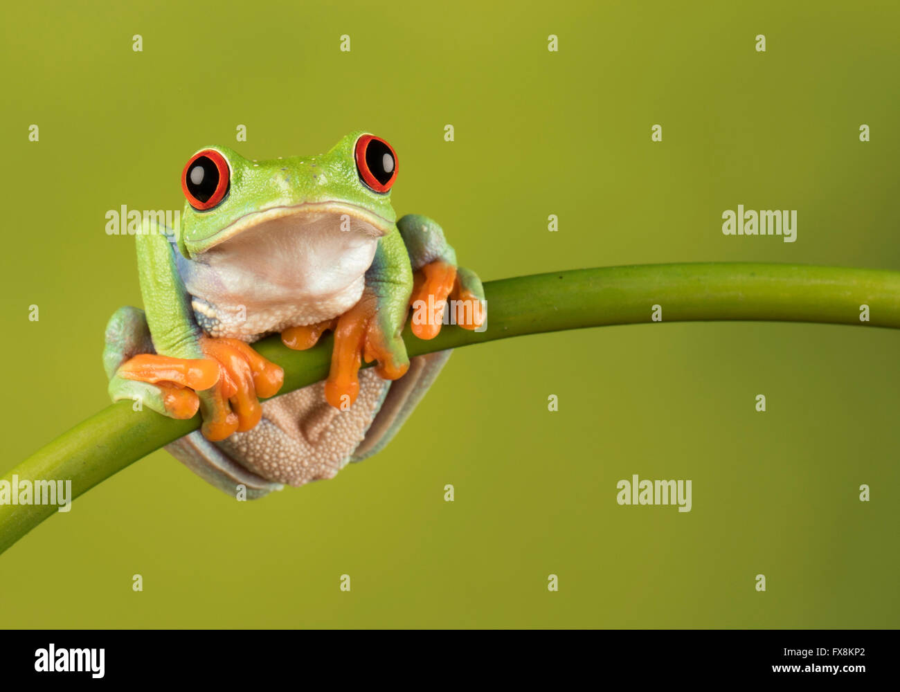 Red eyed Laubfrosch auf Ast Stockfoto