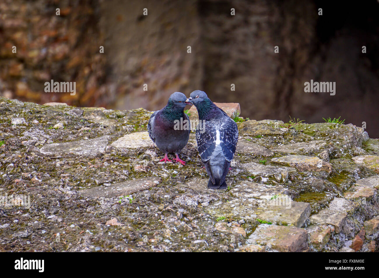 Verwilderte Tauben (Columba Livia) küssen einander Stockfoto