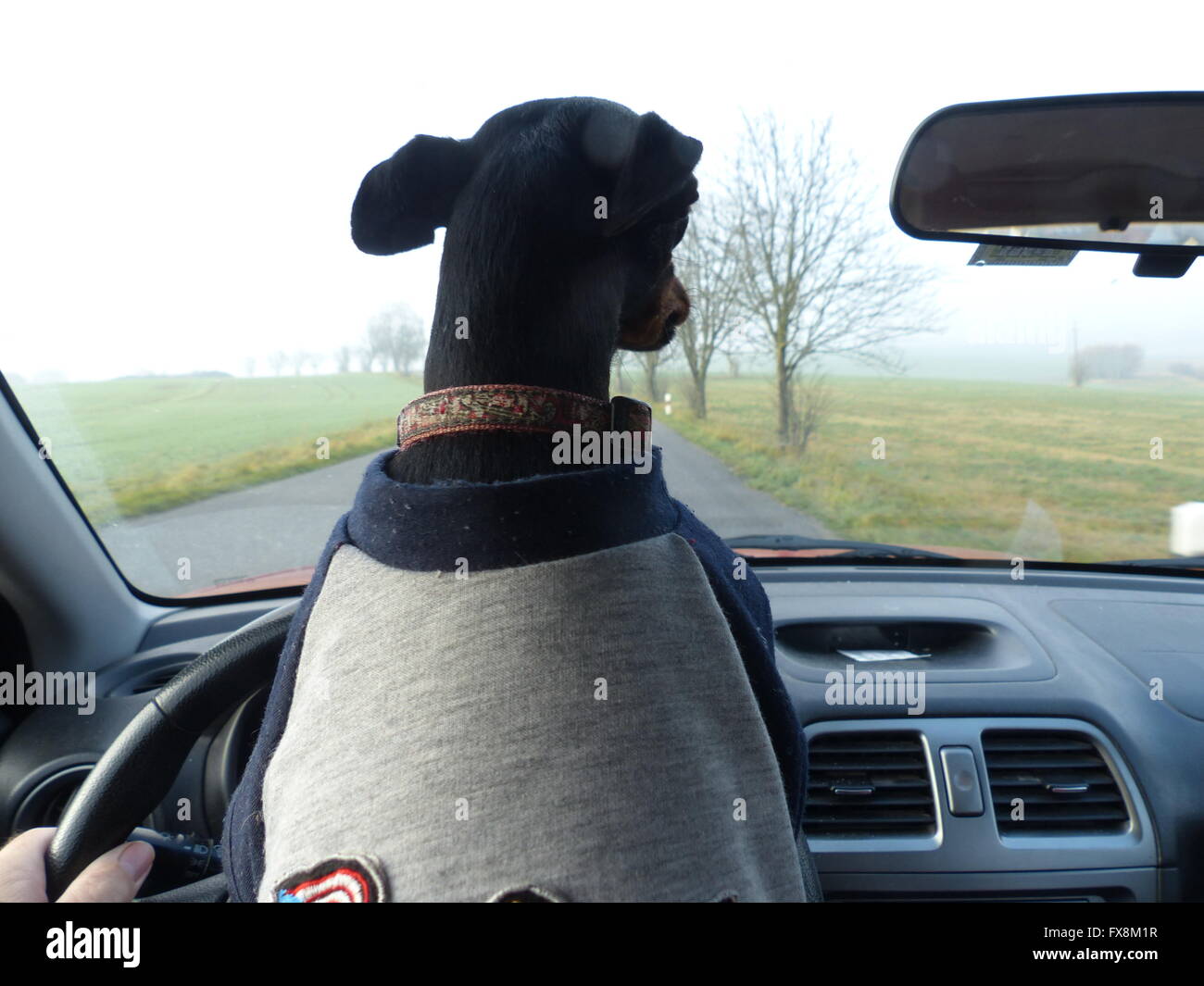 Hund sitzt auf dem Schoß des Fahrers und Blick auf die rood Stockfoto