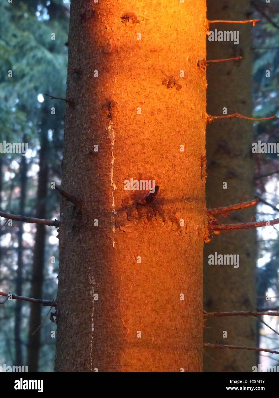 Fichte-Stamm durch die untergehende Sonne beleuchtet Stockfoto