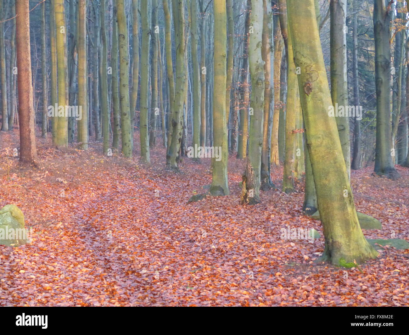 Buche, die durch die untergehende Sonne beleuchtet Stockfoto