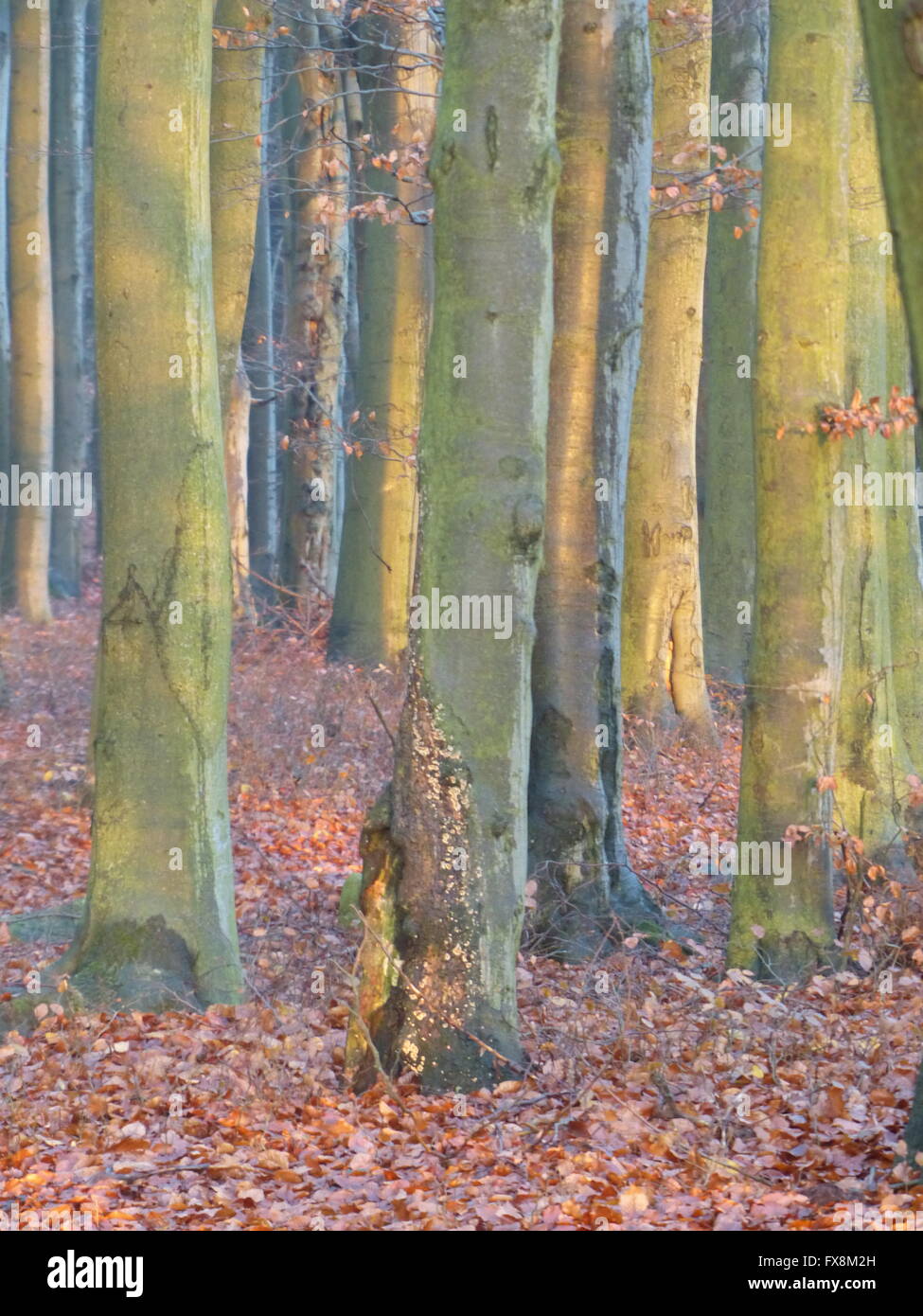 Buche, die durch die untergehende Sonne beleuchtet Stockfoto