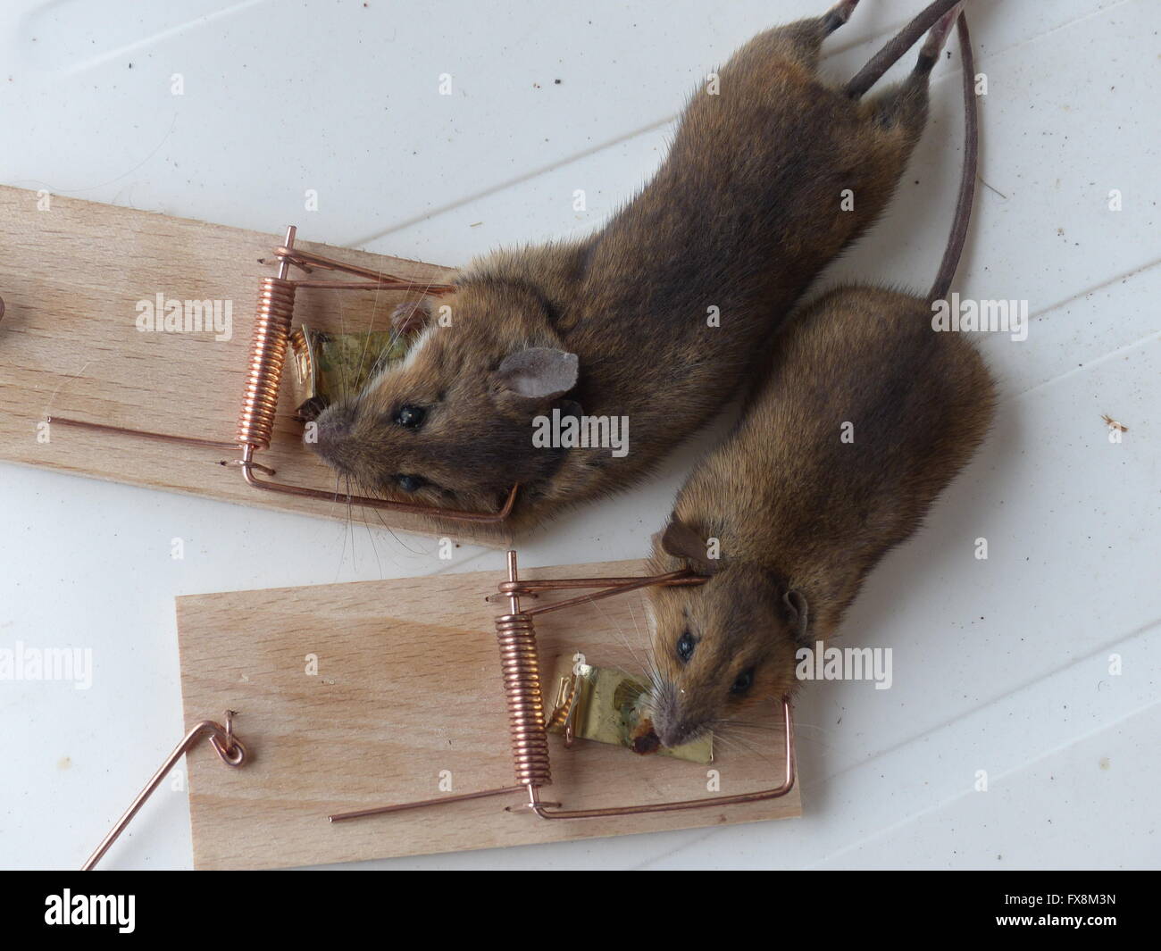 Was Mögen Mäuse In Der Falle www.alamy.de