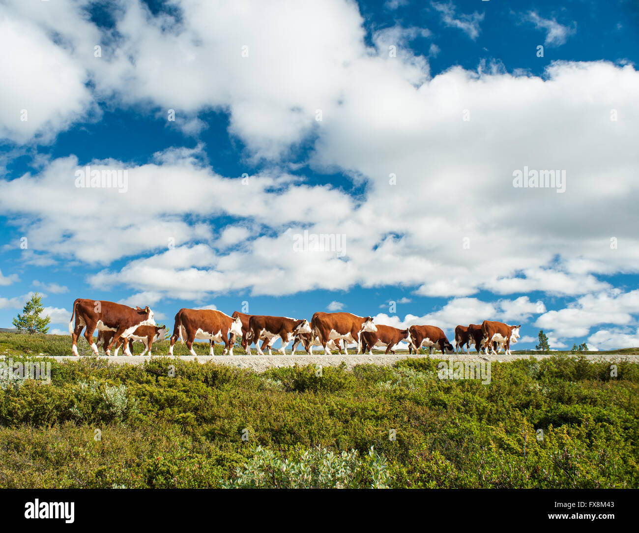 Herde norwegischer Roter Kühe, die frei auf einer kleinen Straße auf dem Land spazieren gehen. Stockfoto