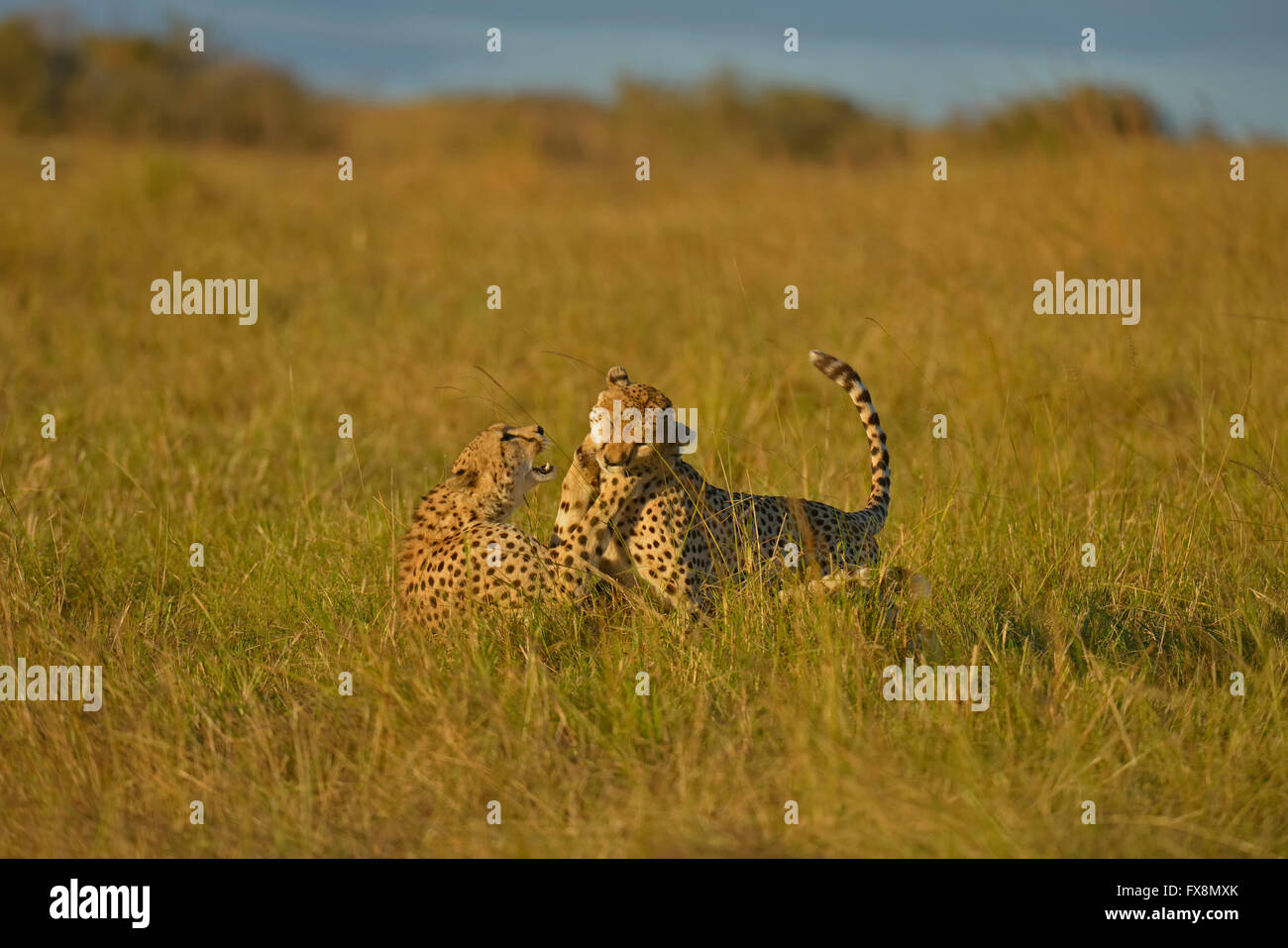 Zwei Geparden, Geschwister oder Zwillinge, spielen im Grasland der Masai Mara in Kenia, Afrika Stockfoto