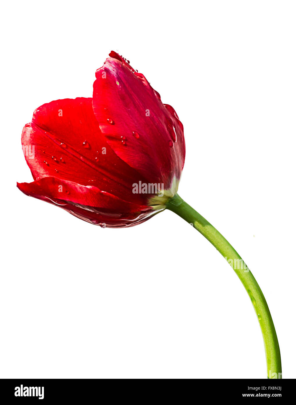 Schöne rote Tulpe Blume. Rote Tulpen isoliert auf weißem Hintergrund Stockfoto