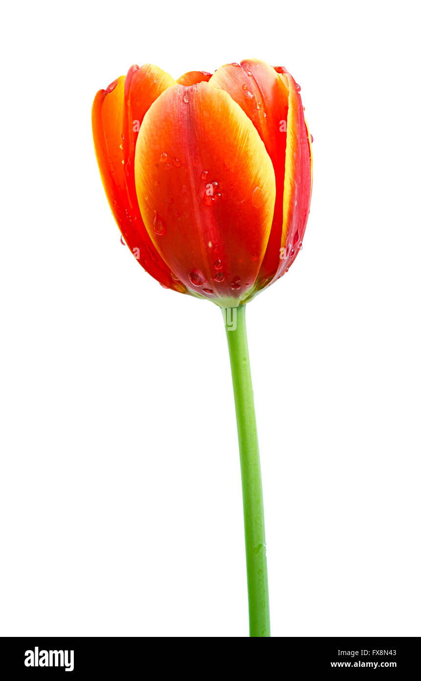 Schöne orange Tulpe. Orange Tulpen isoliert auf weißem Hintergrund Stockfoto