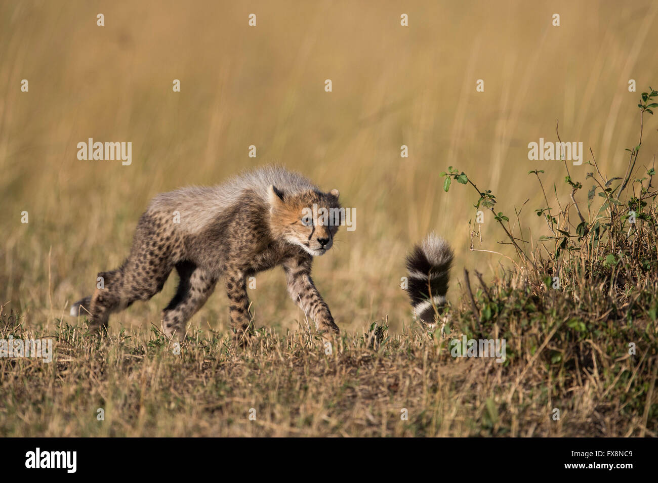 Niedliche Geparden Cub stalking seiner Mutter's tail, einen Teil von ihr lernen zu jagen, im Grasland der Masai Mara in Kenia Stockfoto