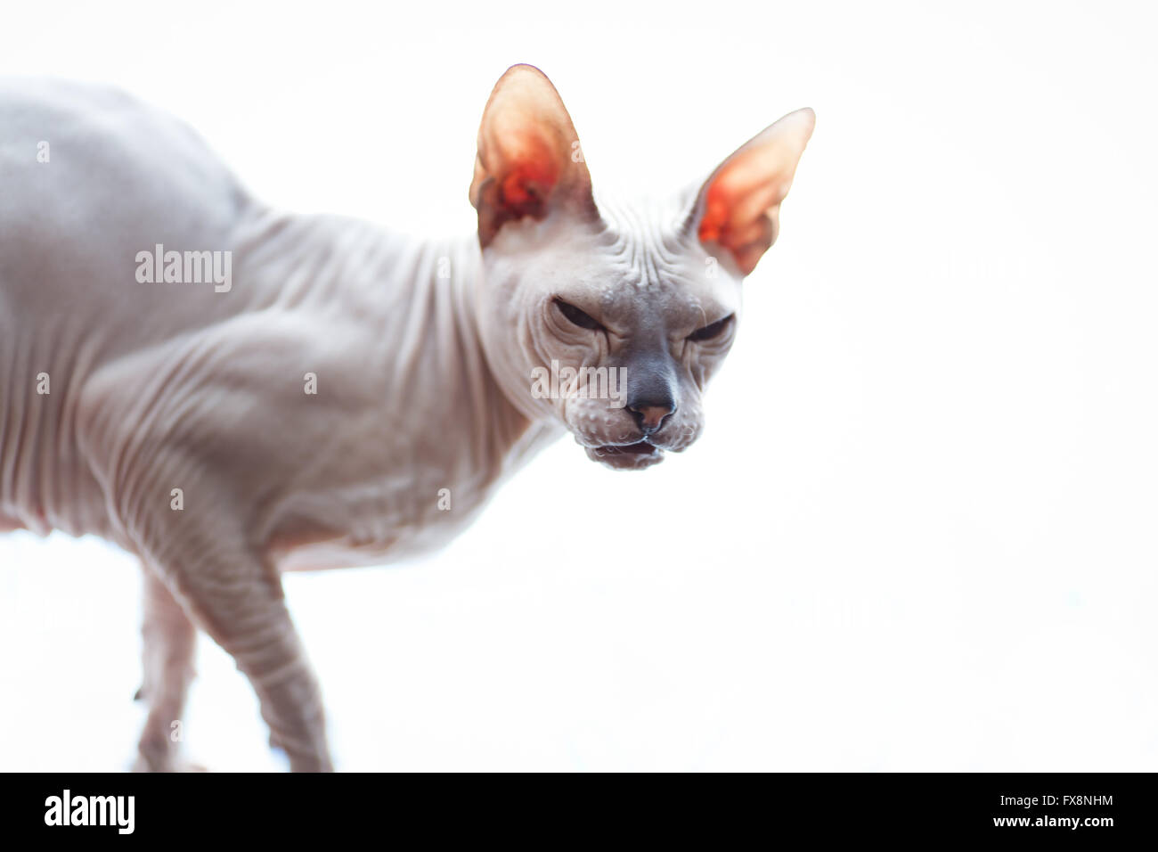 Sphynx Katzenrasse auf dem weißen Hintergrund Stockfoto