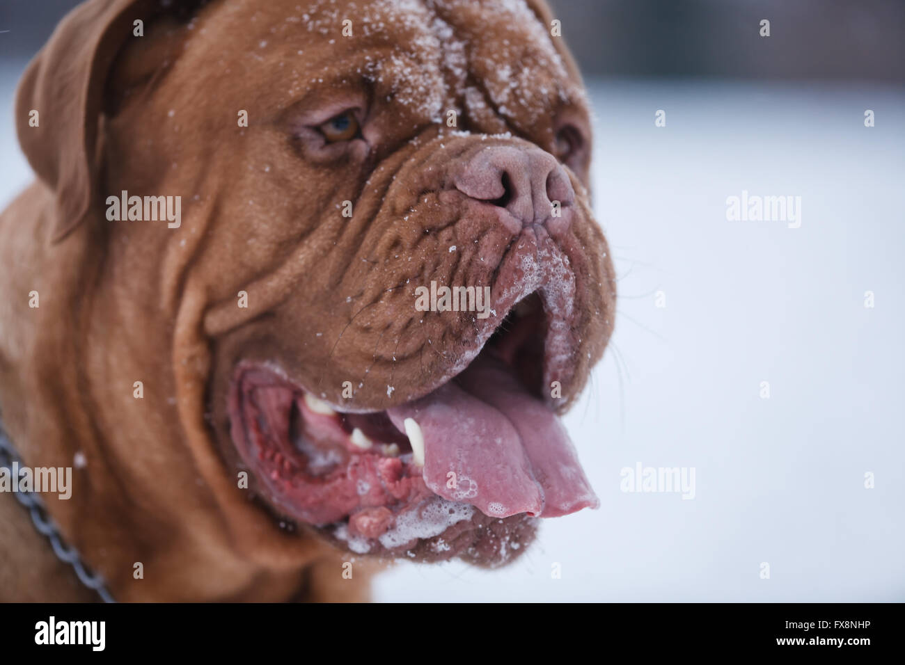 Porträt von Bordeauxdog, ist eine große Hunderasse Bordeauxdogge im winter Stockfoto