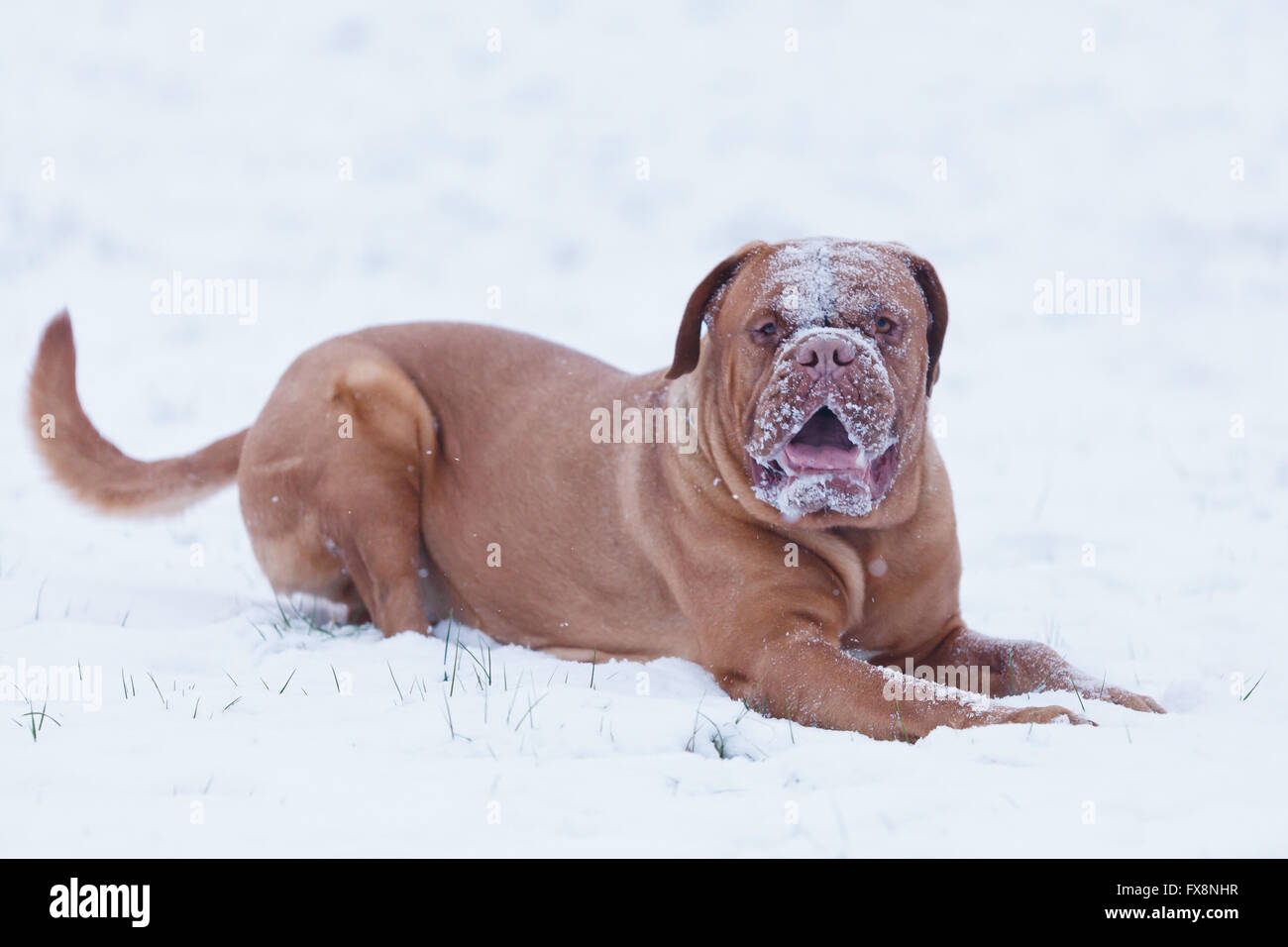 Porträt von Bordeauxdog, ist eine große Hunderasse Bordeauxdogge im winter Stockfoto