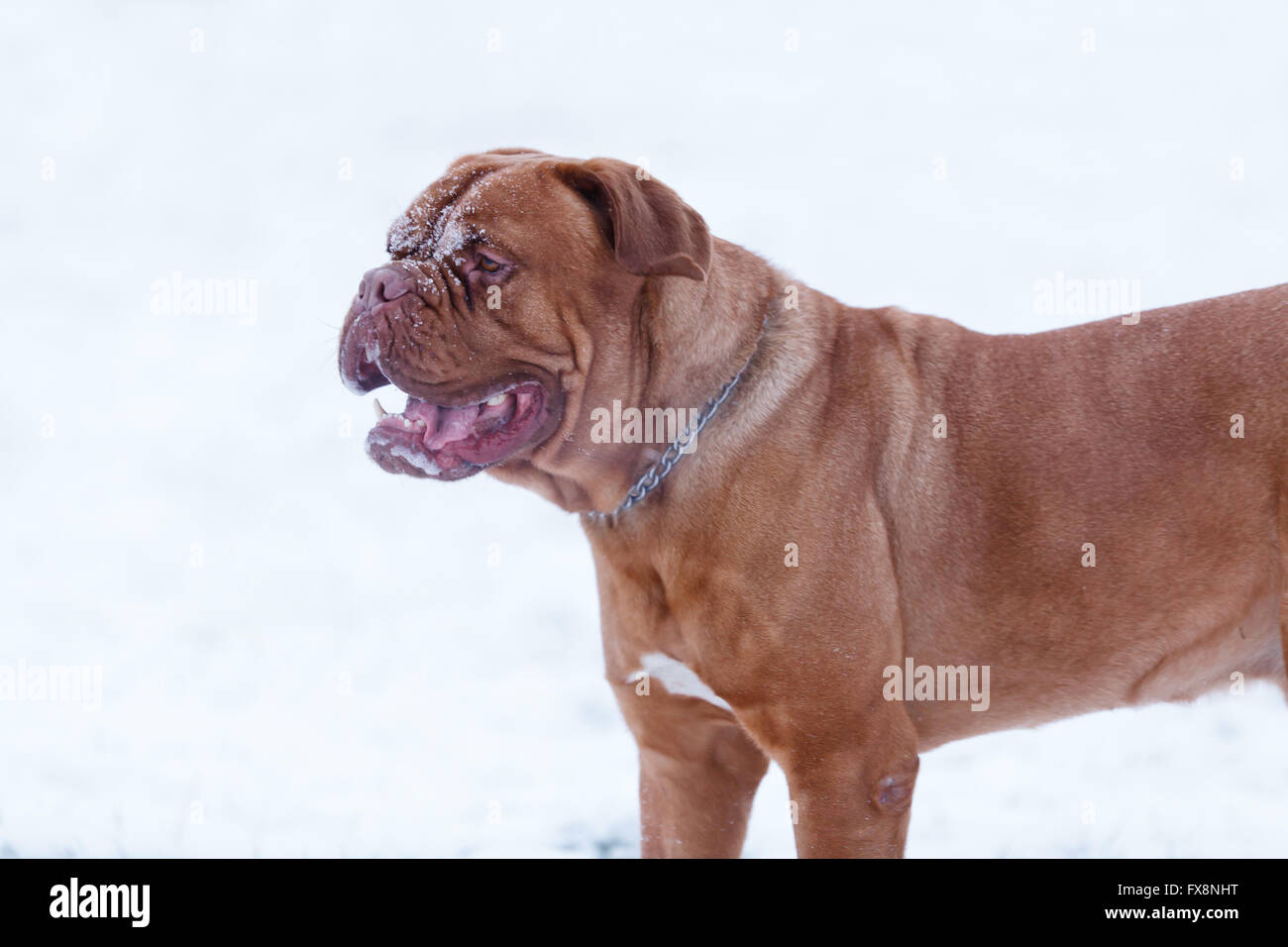 Porträt von Bordeauxdog, ist eine große Hunderasse Bordeauxdogge im winter Stockfoto