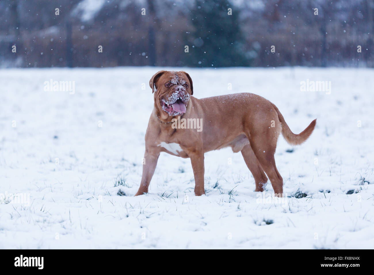 Porträt von Bordeauxdog, ist eine große Hunderasse Bordeauxdogge im winter Stockfoto