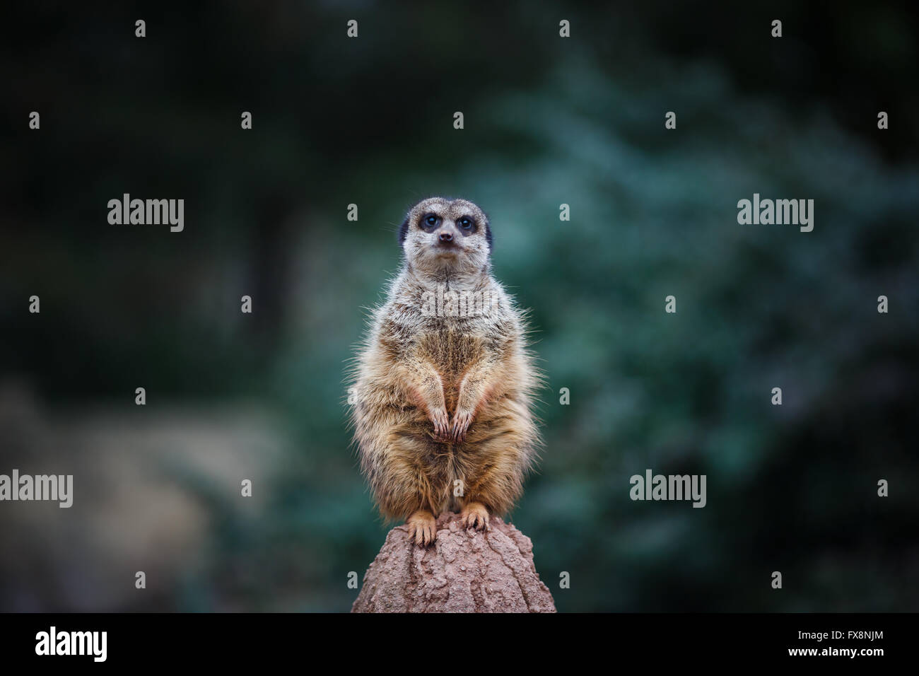 Porträt von Erdmännchen stehend auf einem grünen Hintergrund Stockfoto