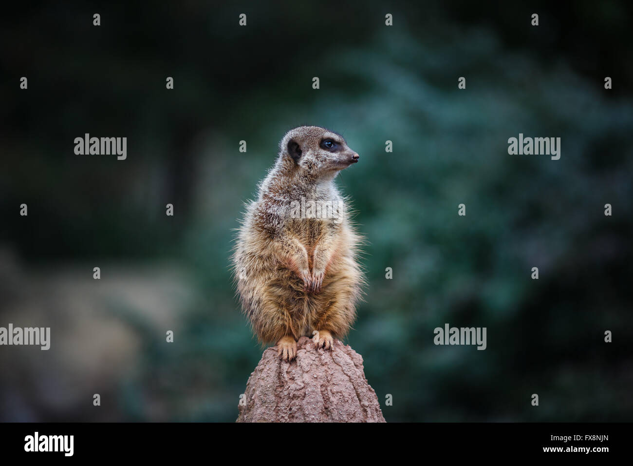 Porträt von Erdmännchen stehend auf einem grünen Hintergrund Stockfoto