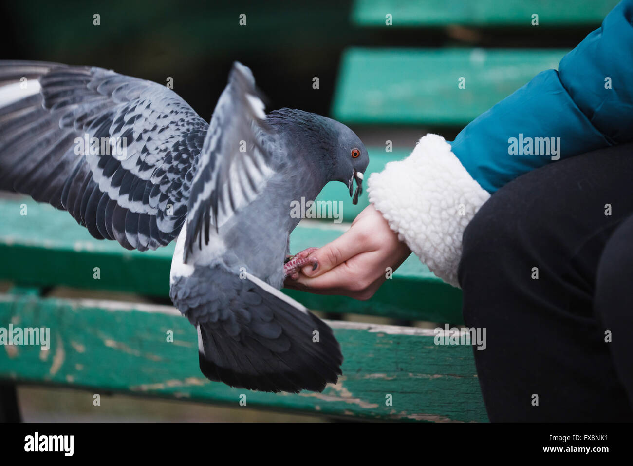 Mädchen füttern Tauben Sonnenblumenkerne auf der Bank Stockfoto