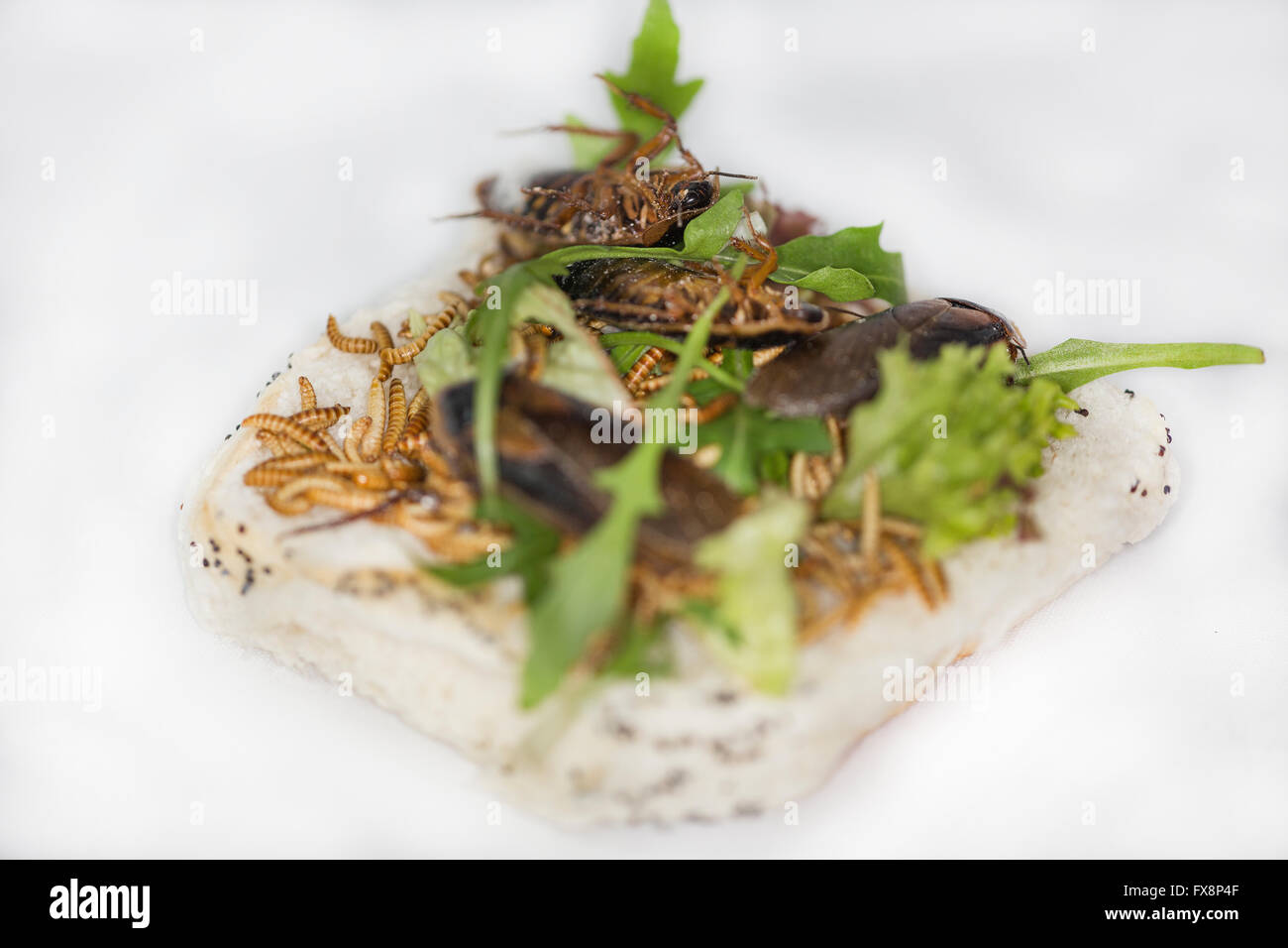 Zucht von Schaben (Blaptica Dubia) für Lebensmittel Stockfoto