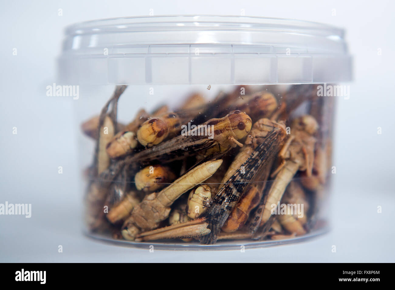 Produktion der großen Skala der essbare Insekten (Heuschrecken) in den Niederlanden Stockfoto