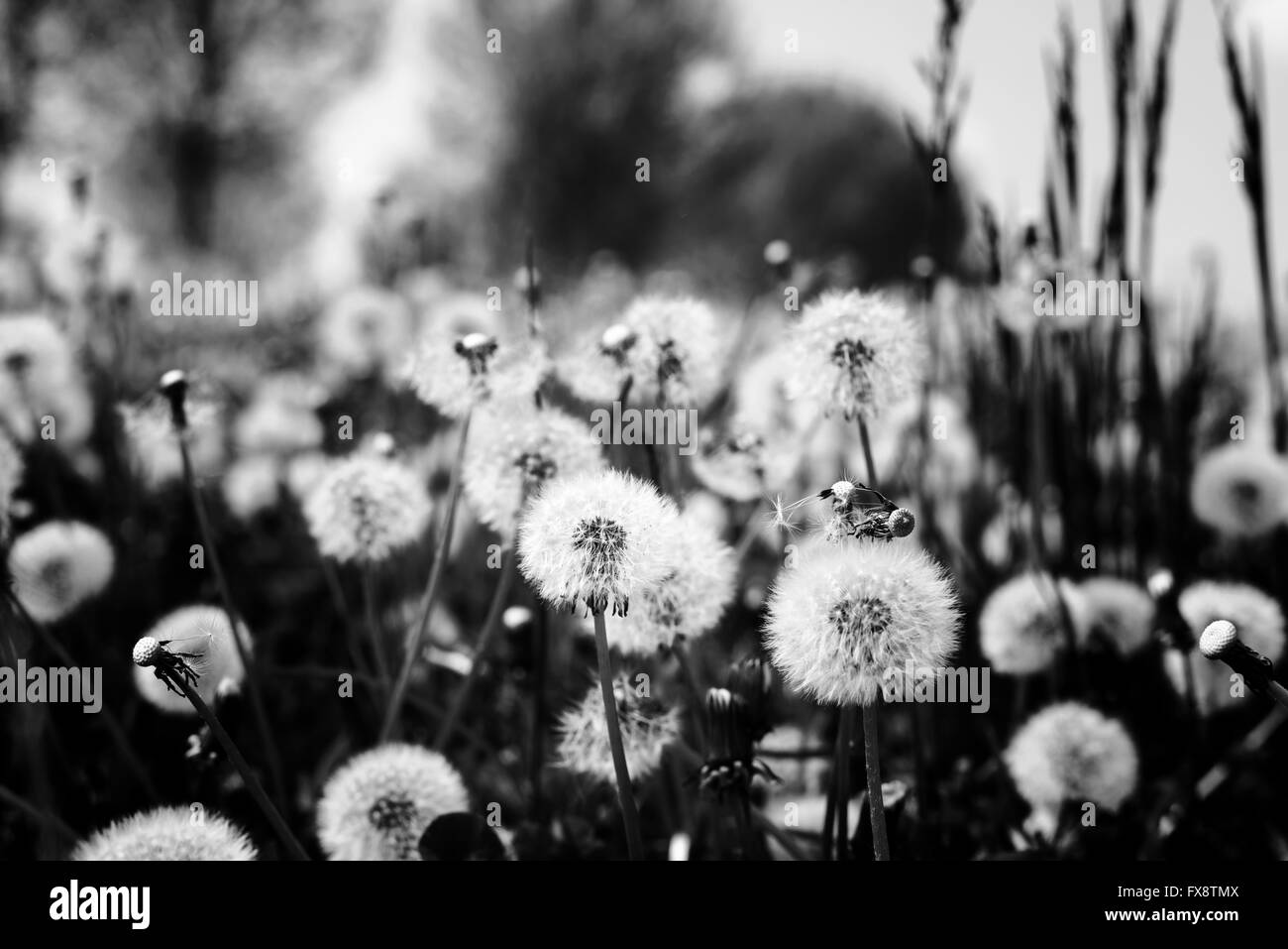Feld voller Taraxacum in der Rasen-schwarz-weiß Stockfoto