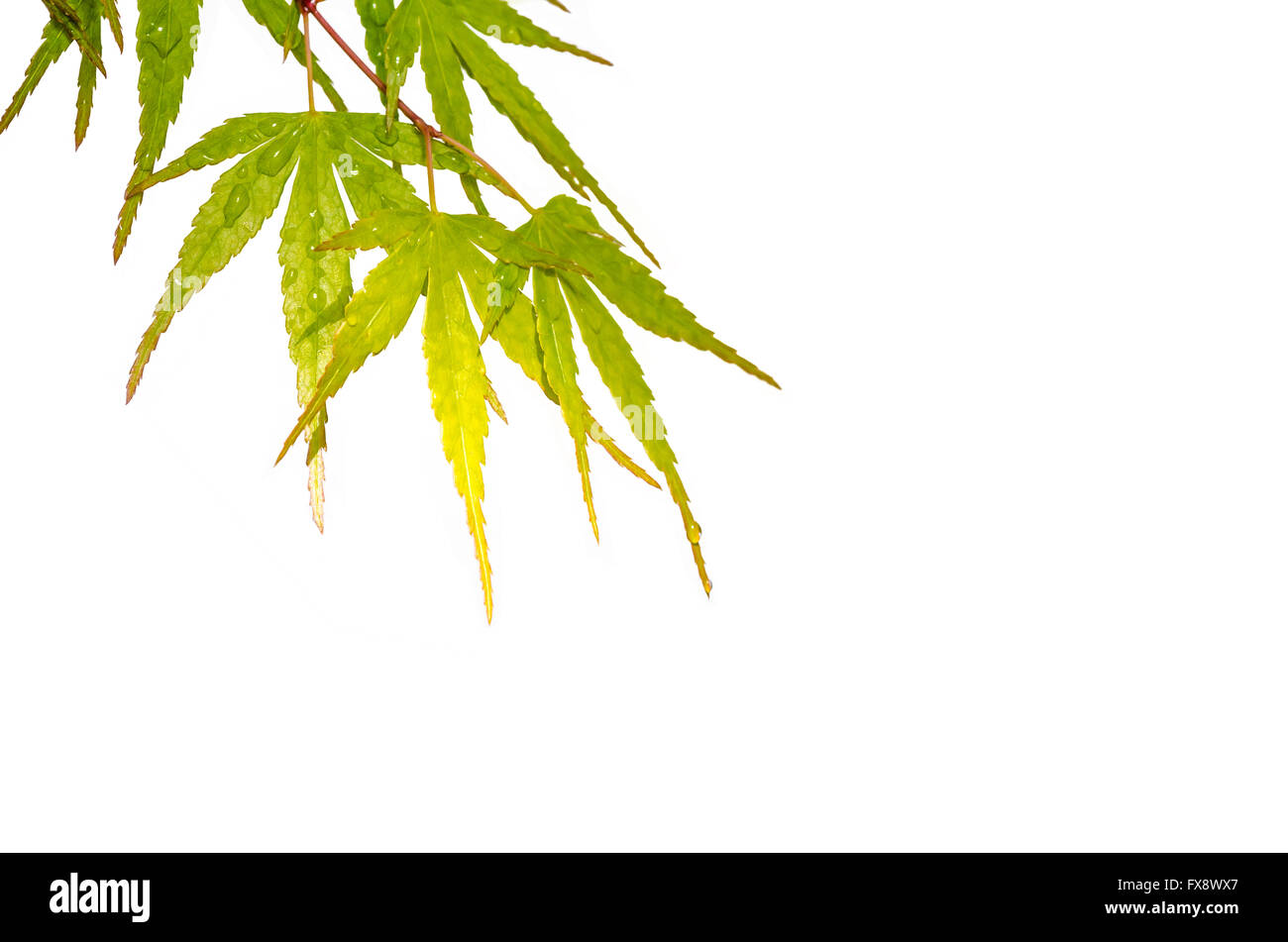 Japanischer Ahorn Blätter mit Tautropfen auf weißem Hintergrund Stockfoto