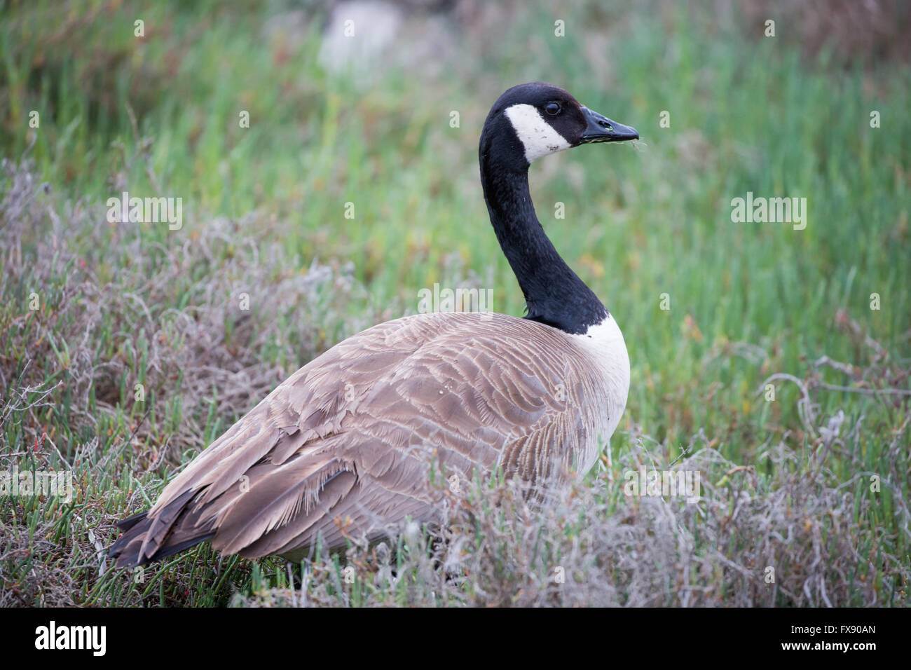 Kanada-Gans - Branta canadensis Stockfoto