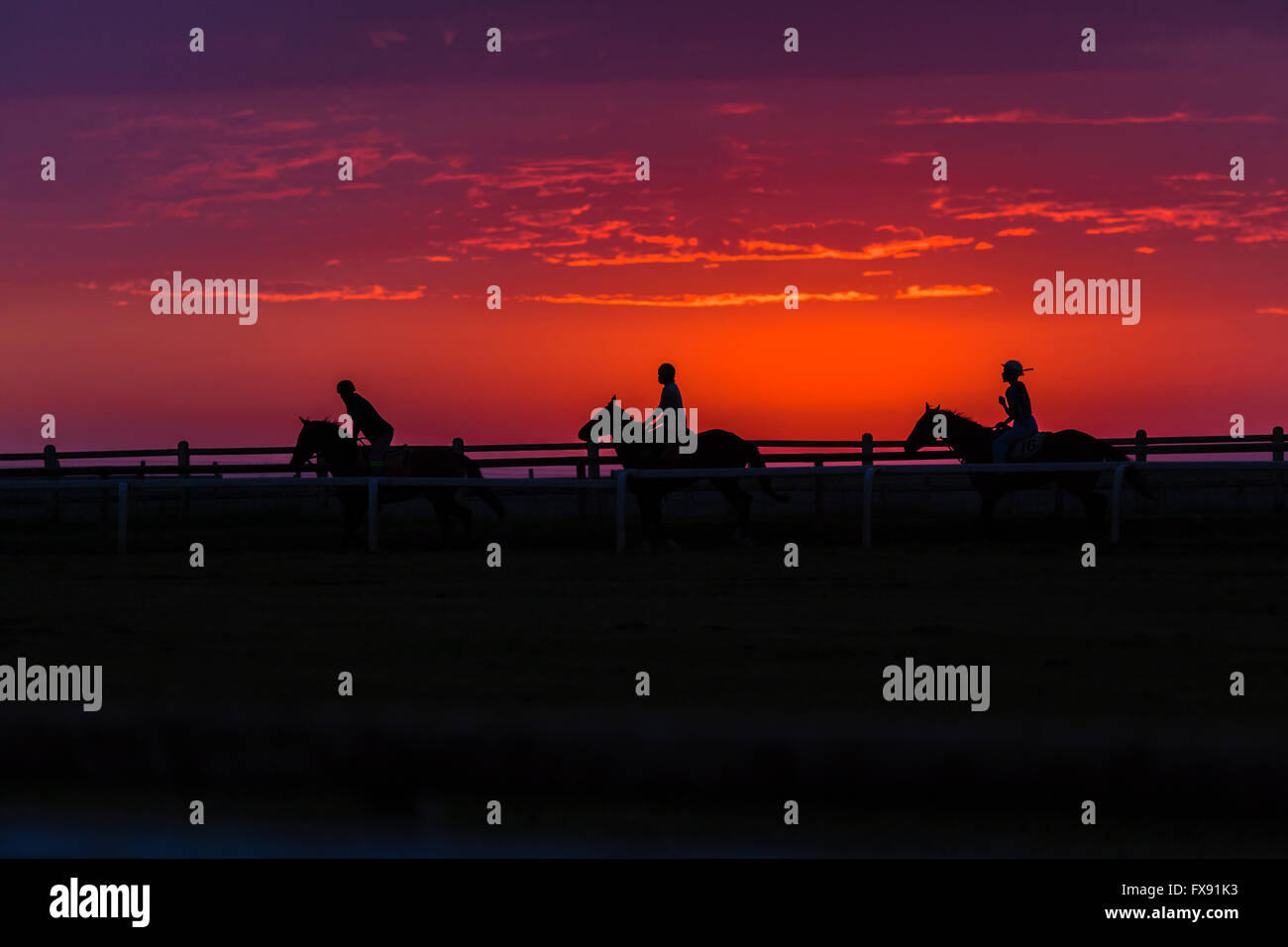 Rennen Pferde Reiter auf Training verfolgen Silhouette Foto bei Dawn Sonnenaufgang malerische Lebensstil Landschaft. Stockfoto