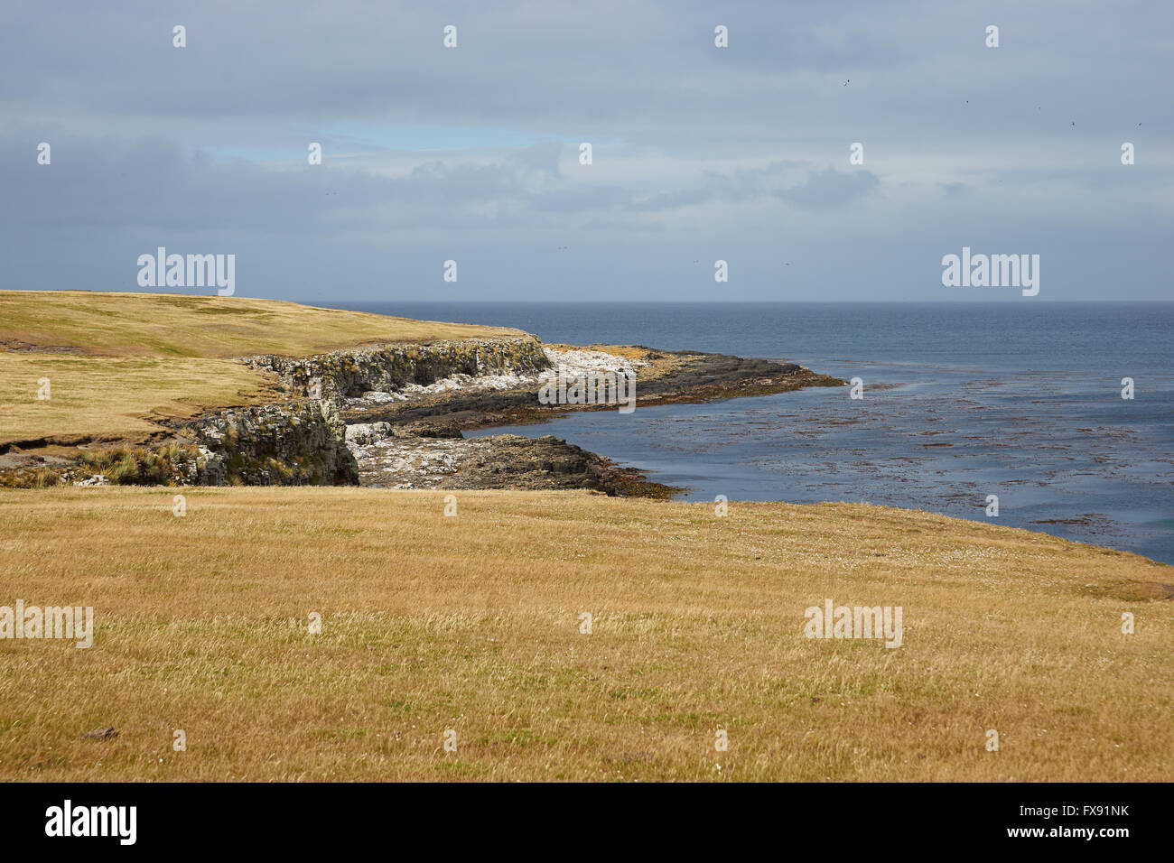 Düsterer Insel auf den Falkland-Inseln Stockfoto