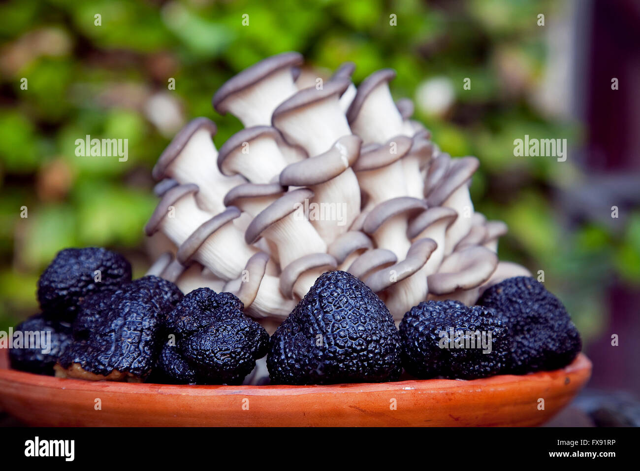 König Austernpilz, Pleurotus Eryngii und schwarzen Trüffeln. Molinos de Duero Soria. Kastilien-León. Spanien Stockfoto