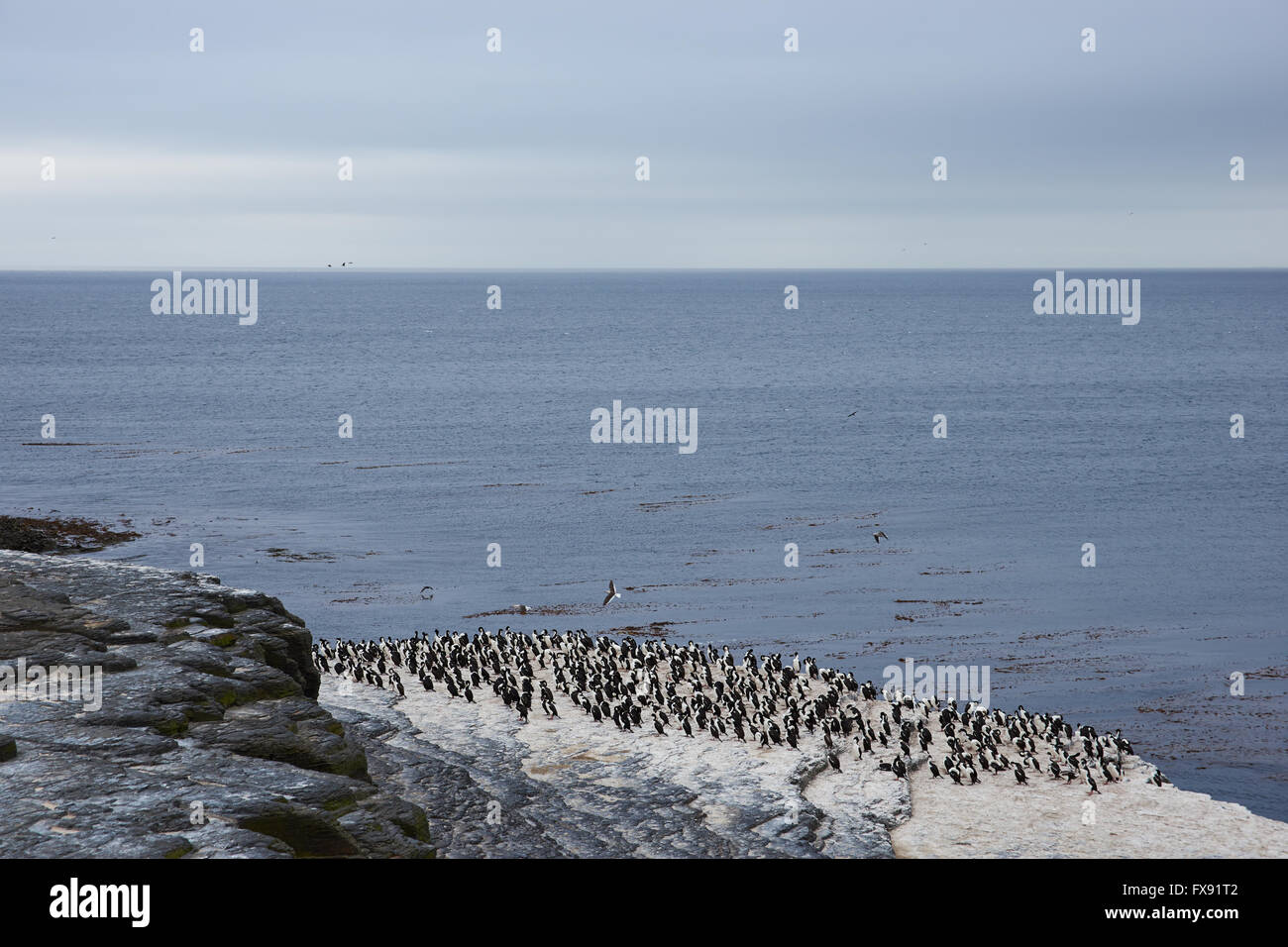 Kolonie von Rock Shag düsterer Insel auf den Falklandinseln. Stockfoto