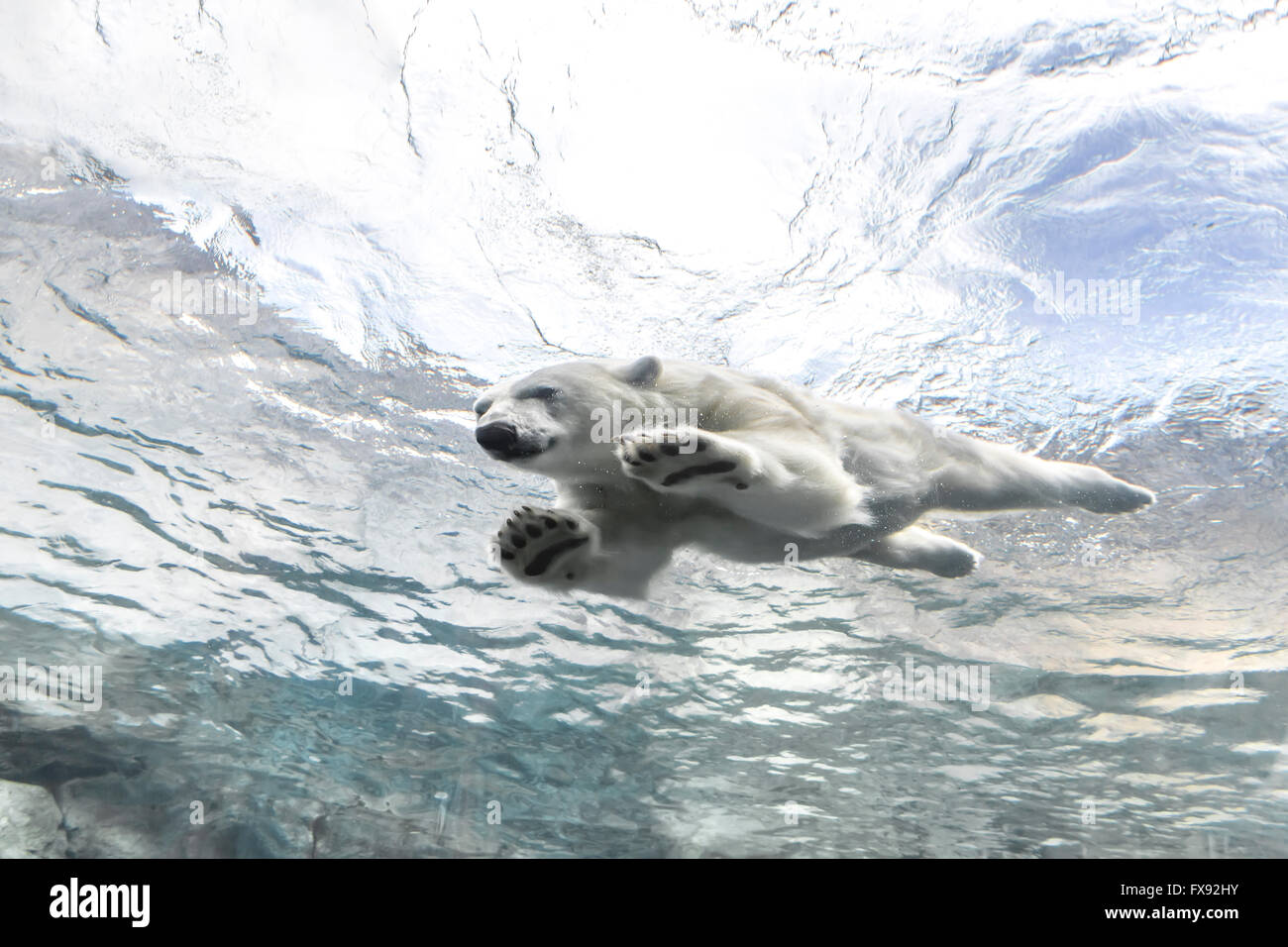 Eisbären Schwimmen unter Wasser auf die Reise zu Churchill, Assiniboine Park Zoo, Winnipeg, Manitoba, Kanada. Stockfoto