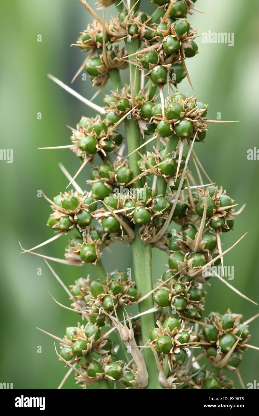 Makro - Nahaufnahme von Lomandra Hystrix (Lomandraceae) oder bekannt als Creek Matrush Grassamen Stockfoto