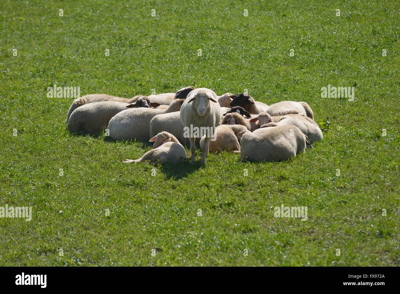 Eine Herde Schafe auf einer Wiese. 19.09.2015 Stockfoto