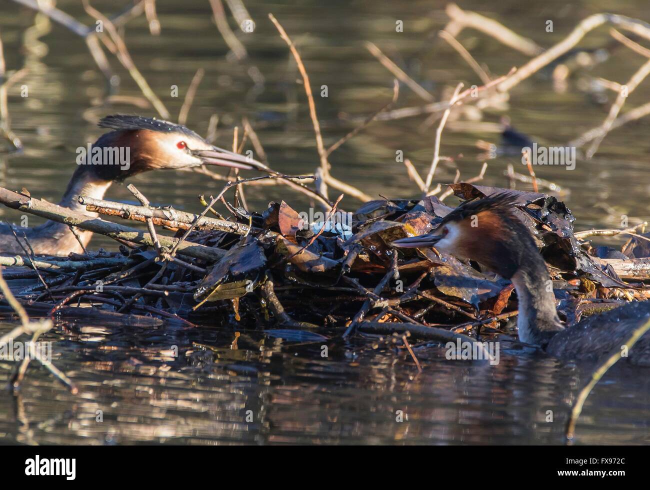 Great Crested Haubentaucher am nest mit Ei, Februar 2016 Stockfoto
