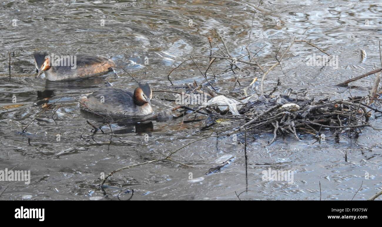 Great Crested Haubentaucher am Nest mit Ei im Februar Februar 2016 Stockfoto