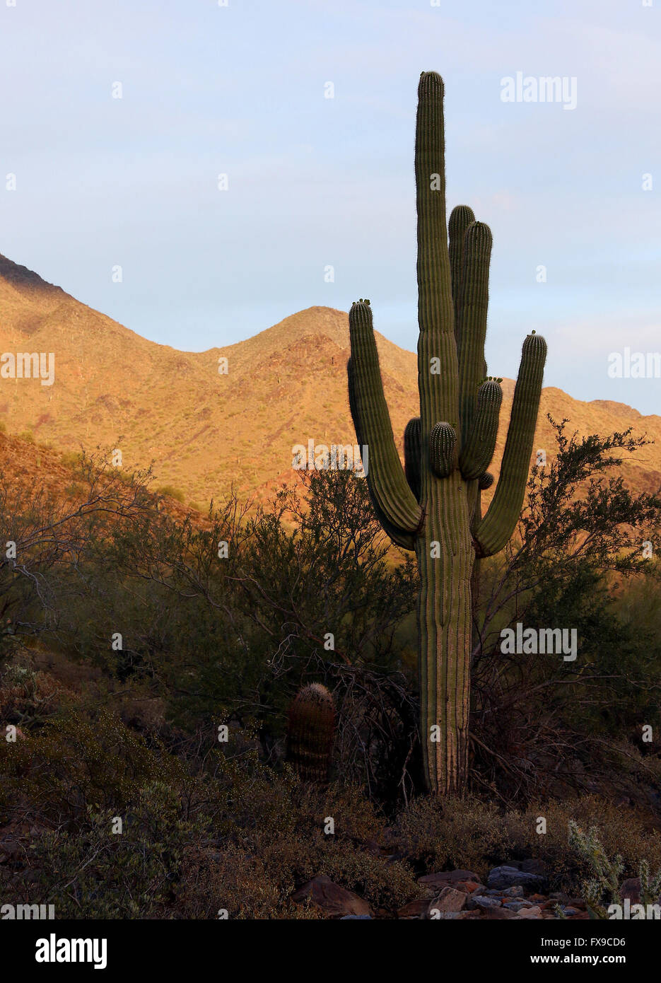 Phoenix, ARIZONA, USA. 10. April 2016. Die McDowell Sonoran Preserve befindet sich in der Nähe von Scottsdale, Arizona, darunter die schöne McDowell Mountains umfasst derzeit mehr als 30.000 zusammenhängende Hektar mit fast 170 Meilen von Wanderwegen. Trailhead Tore sind von Sonnenaufgang bis Sonnenuntergang geöffnet und es gibt keine Gebühr für das Parken oder Zugang. © Kevin E. Schmidt/ZUMA Draht/Alamy Live-Nachrichten Stockfoto