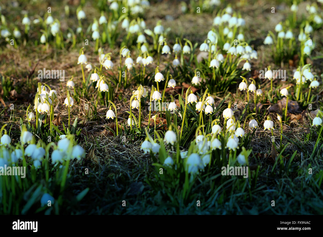Schönen Frühling Primeln Schneeglöckchen fotografiert schließen sich Stockfoto