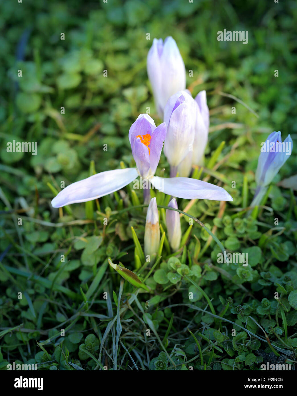 Schönen Frühling Primeln Schneeglöckchen fotografiert schließen sich Stockfoto