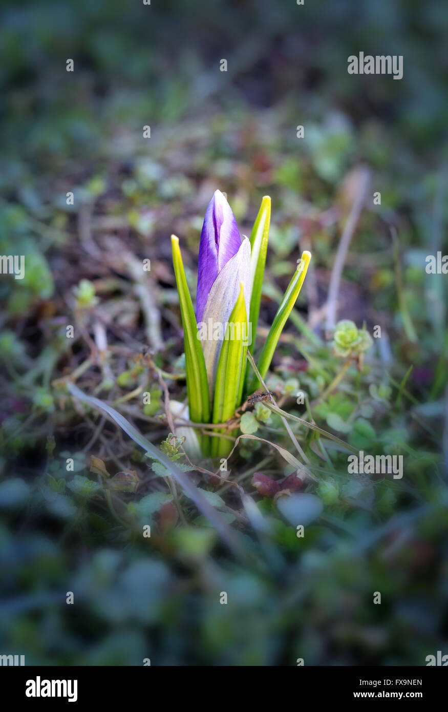 Schönen Frühling Primeln Krokusse fotografiert schließen sich Stockfoto