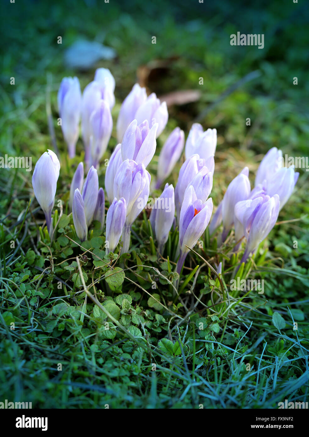 Schönen Frühling Primeln Krokusse fotografiert schließen sich Stockfoto