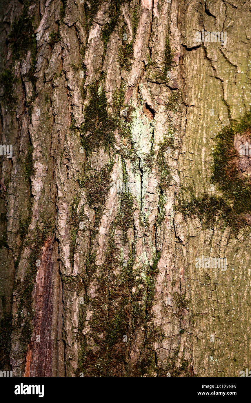 Schöne Struktur der Rinde eines Baumes fotografiert hautnah Stockfoto