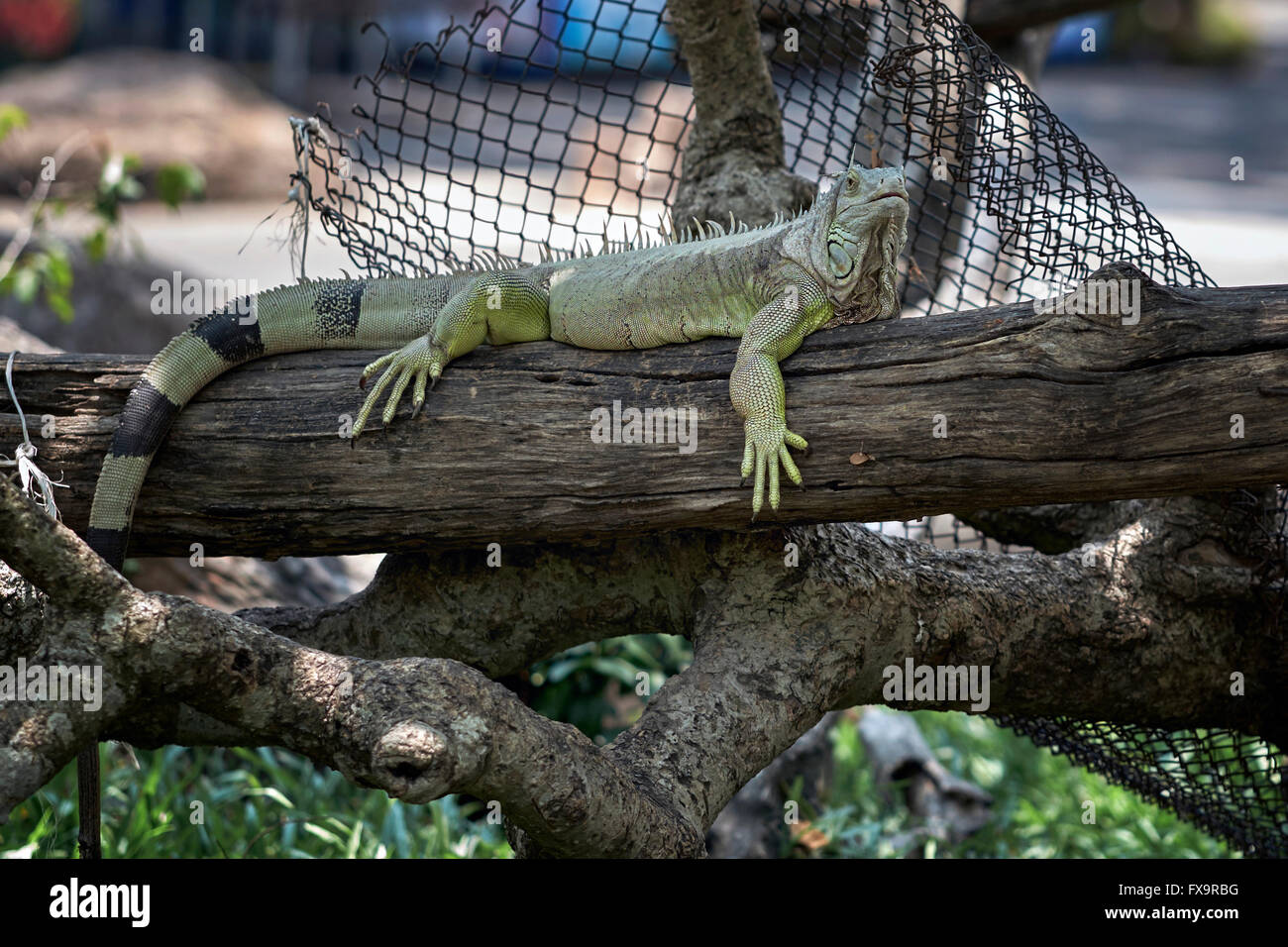Grüner Leguan, Iguanidae pflanzenfressend Stockfoto