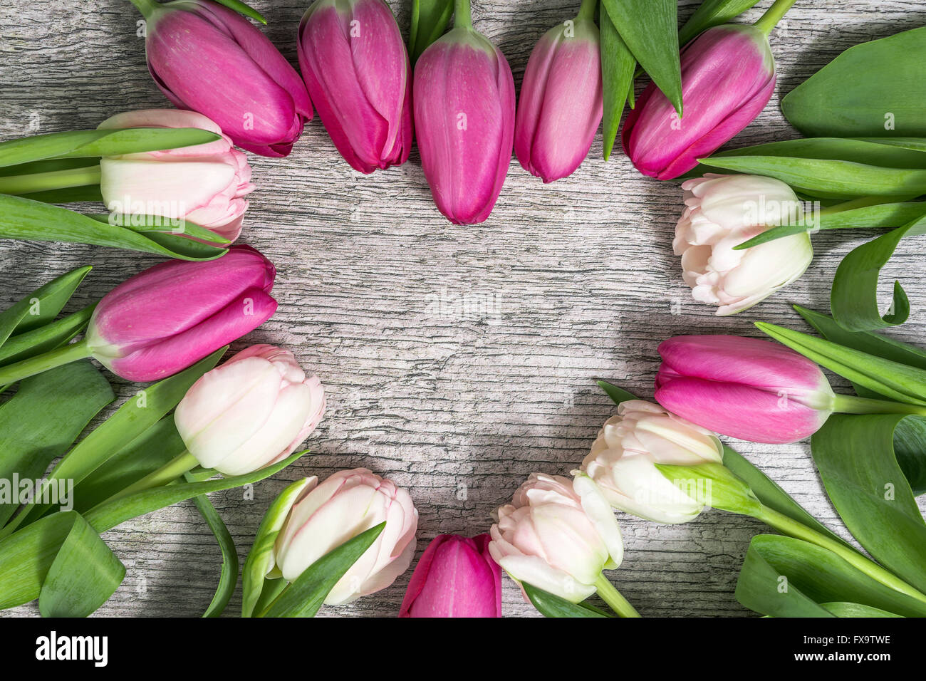 Tulpen in Herzform Stockfoto