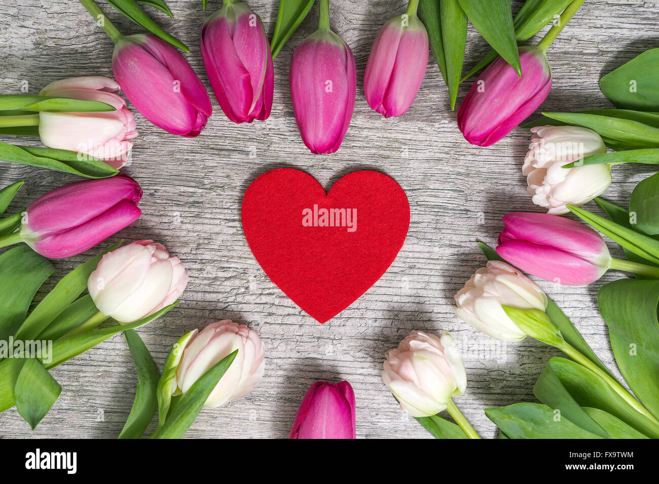 Herzen der Tulpen Stockfoto