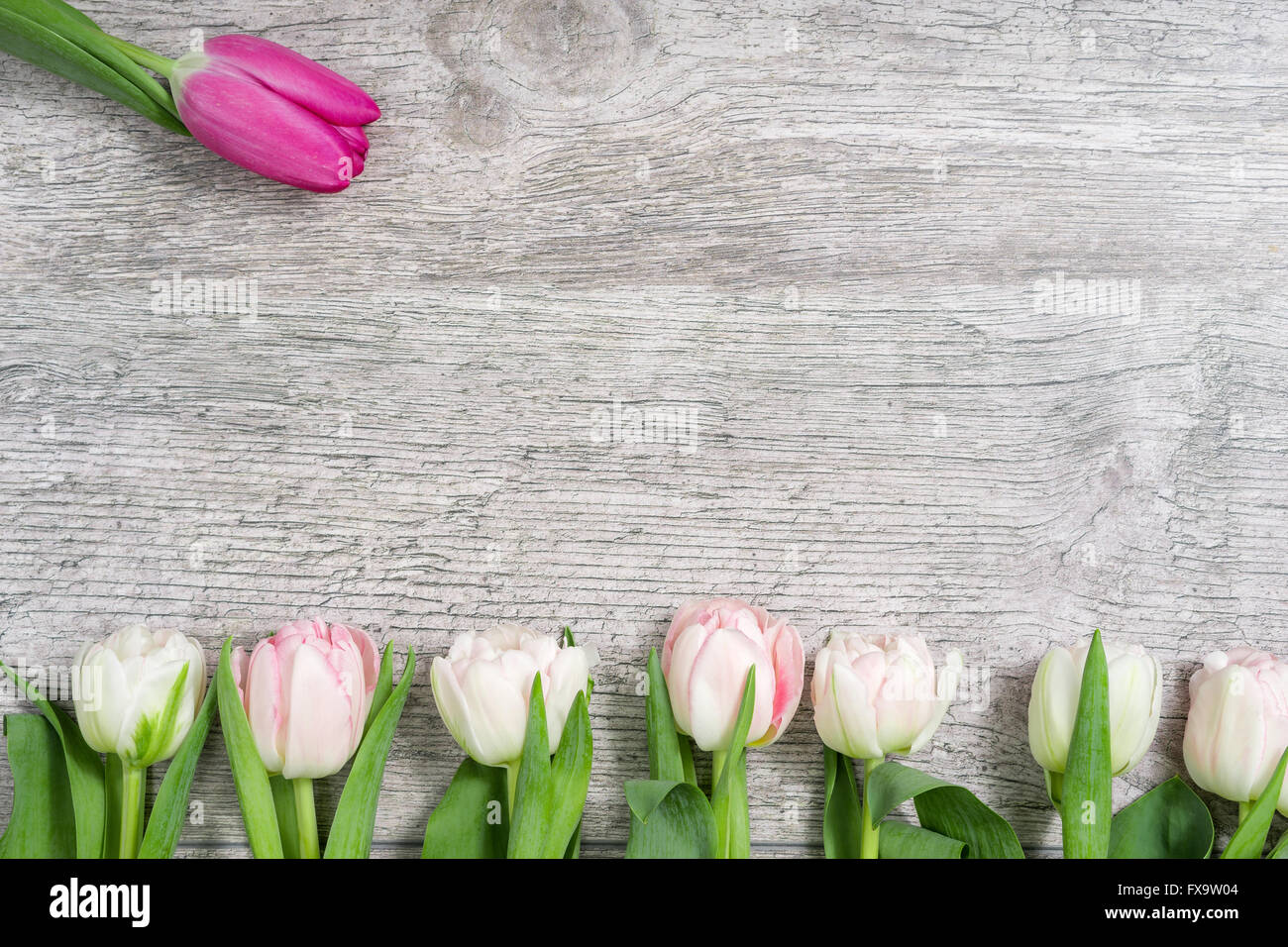 Weiße Tulpen in eine Zeile und eine rosafarbene Stockfoto