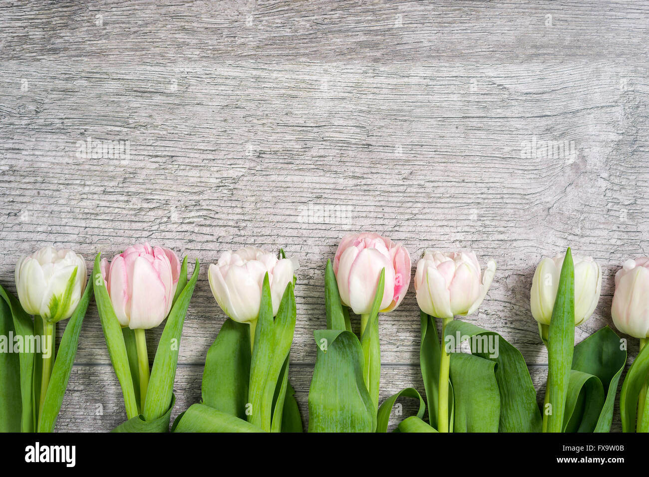 Reihe von weißen Tulpen Stockfoto